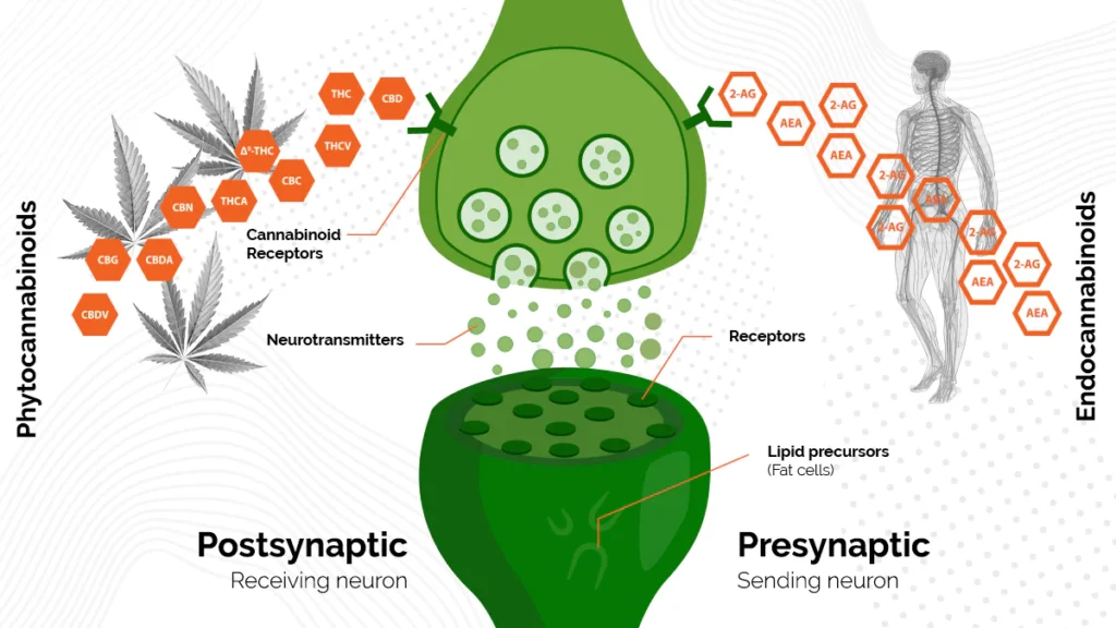 Effects of Cannabinoids