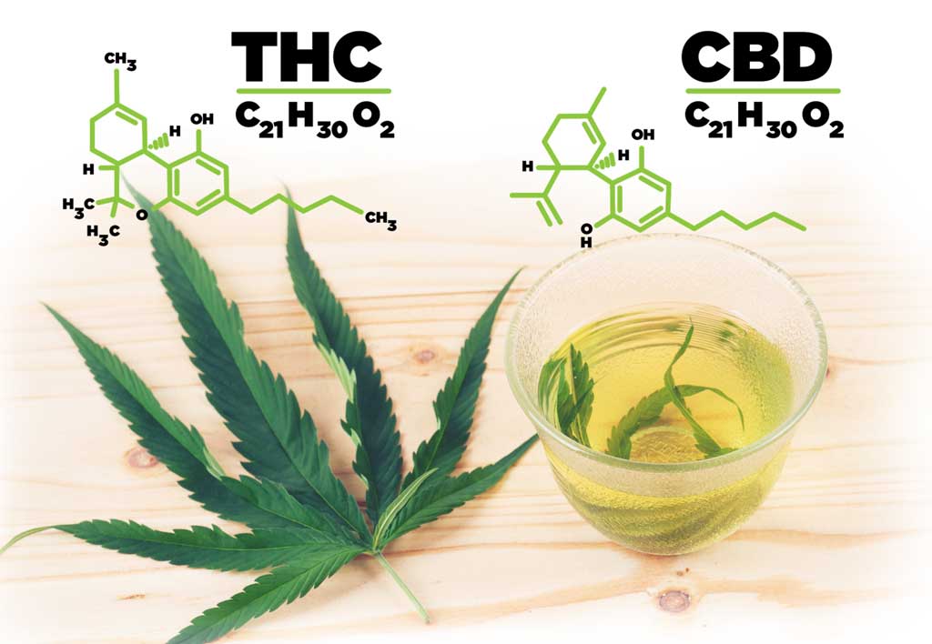 CBD vs THC