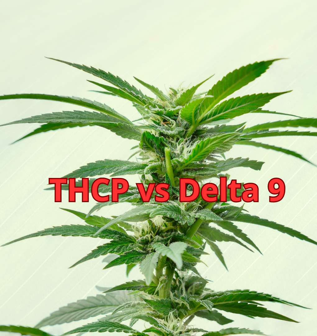 THCP vs Delta 9: Comparing Potent Cannabinoids