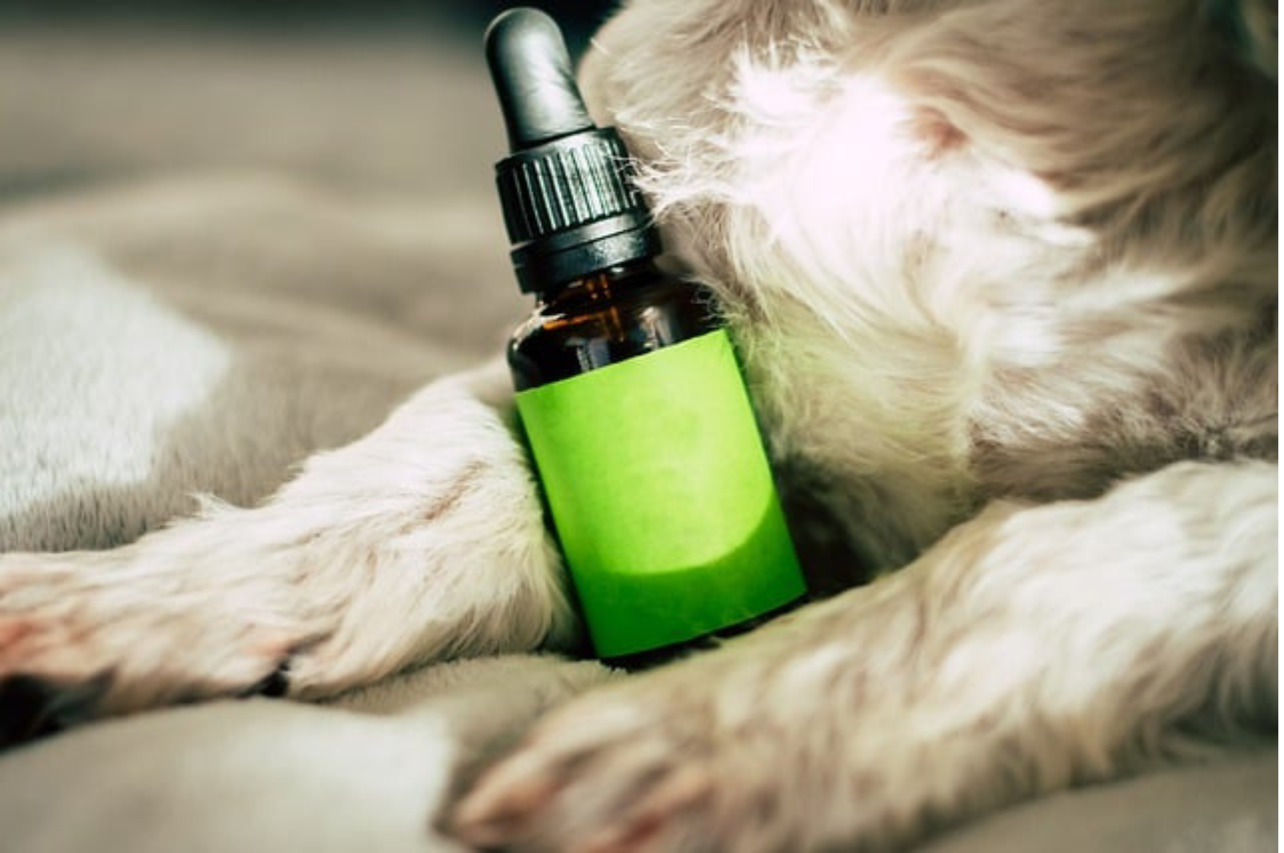 CBD Pet Tincture: Safe & Effective Relief