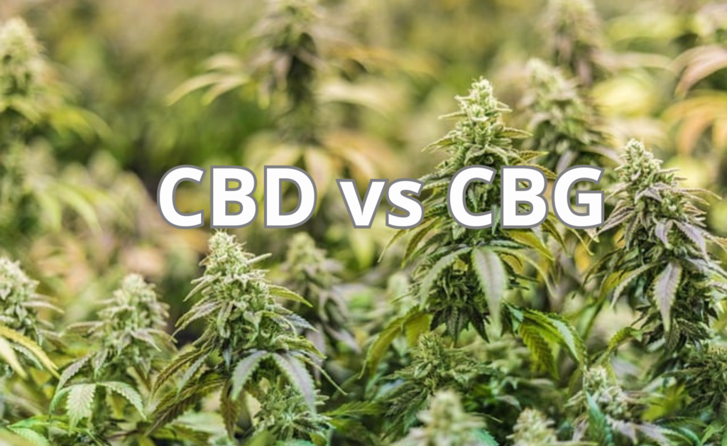 CBD vs CBG